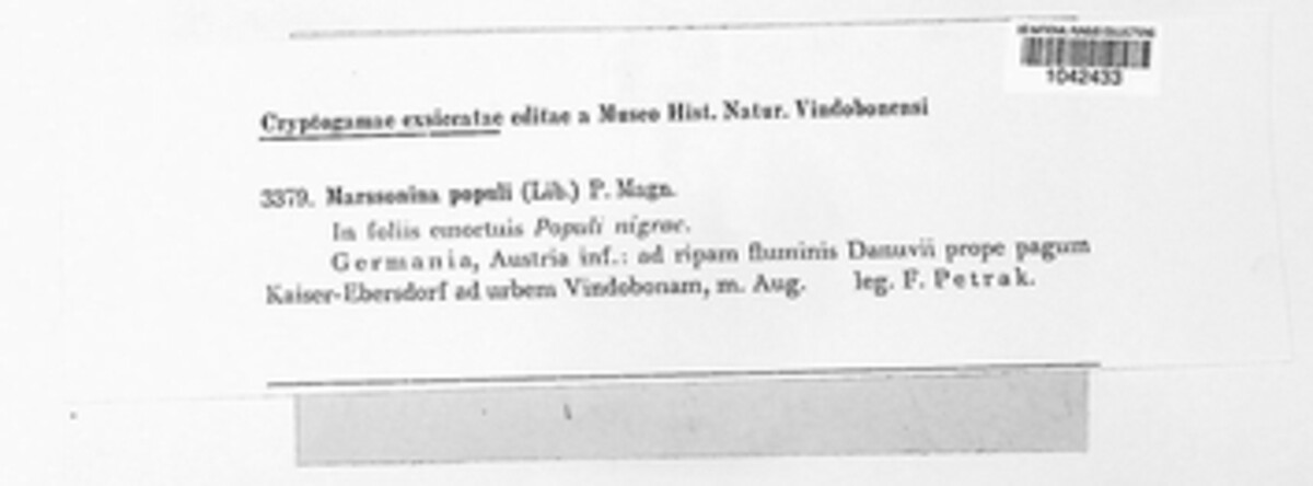 Drepanopeziza populi image